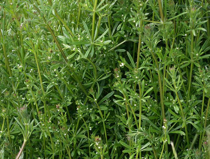 Gepersonaliseerde thee