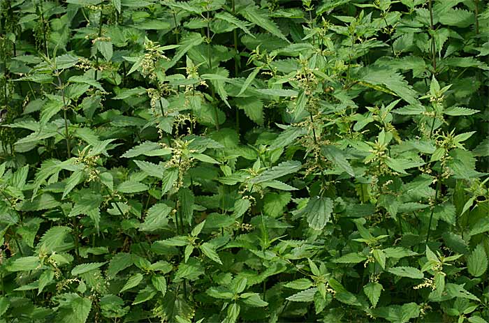 Gepersonaliseerde thee