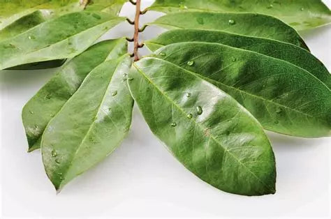 Soursop bladeren